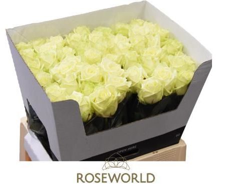 Fehér Rózsa (White Naomi) 60cm