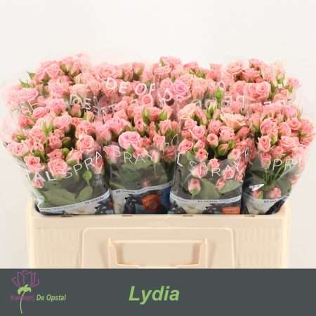 Rózsaszín Spray Rózsa (Lydia) 50 cm