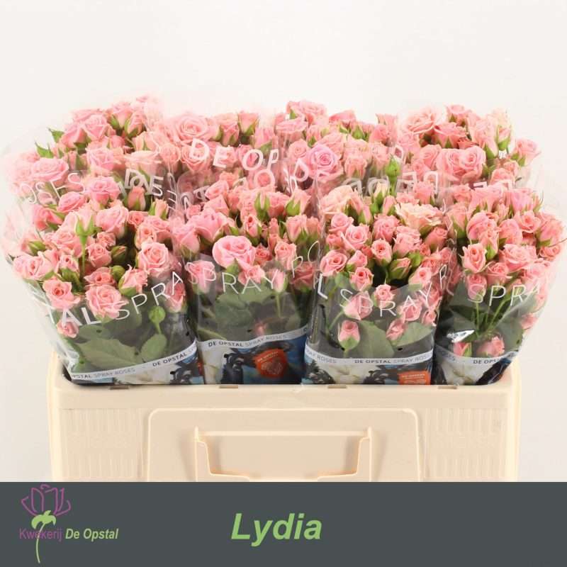 Rózsaszín Spray Rózsa (Lydia) 50 cm