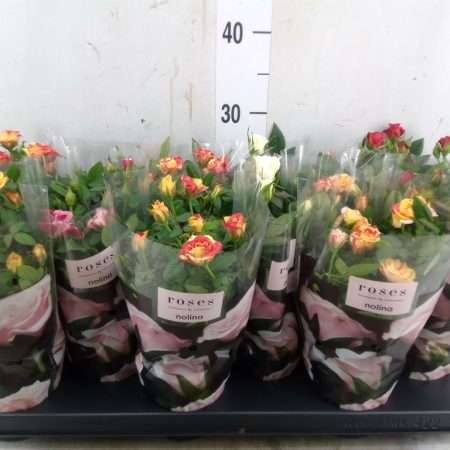 Rózsa (Victory Mix) 10,5/28cm