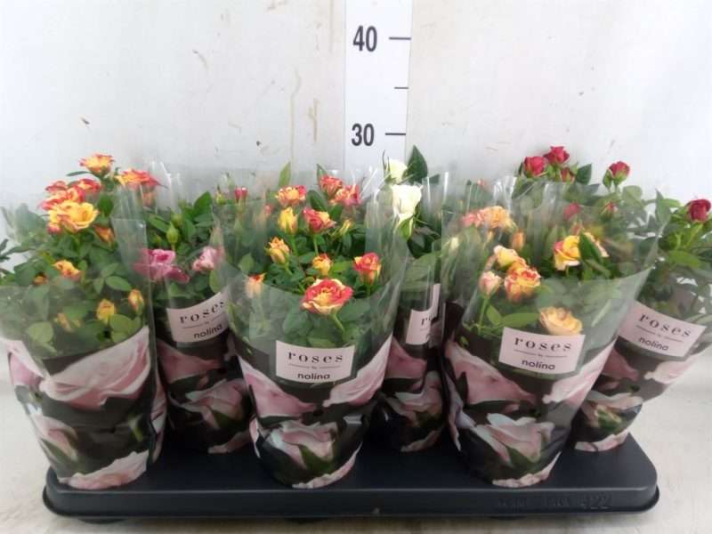 Rózsa (Victory Mix) 10,5/28cm