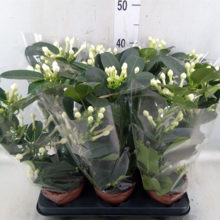 Stephanotis Floribunda (Koszorúfutóka) 12/45cm