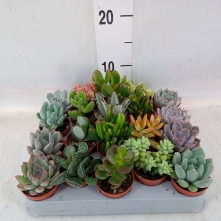 Succulents- Pozsgások (Mix) 5,5cm