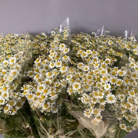 Tanacetum (Cameron) 60cm