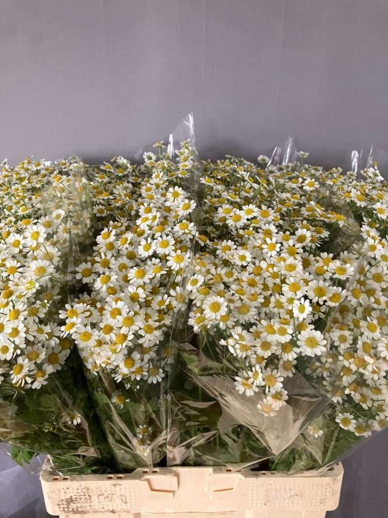 Tanacetum (Cameron) 60cm