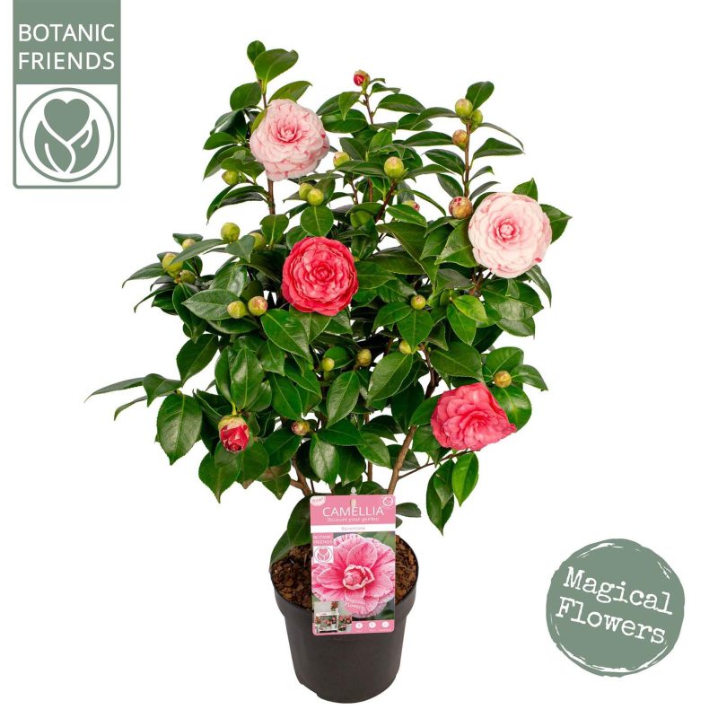 Camellia Japonica- Japán kamélia 19/70cm