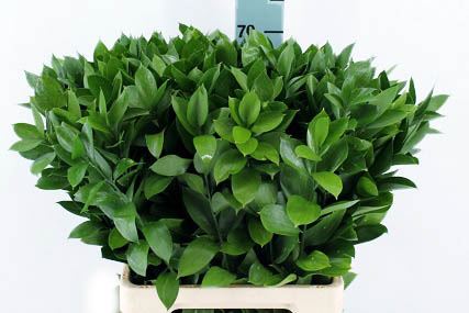 Ruscus Aculeatus- 70 cm