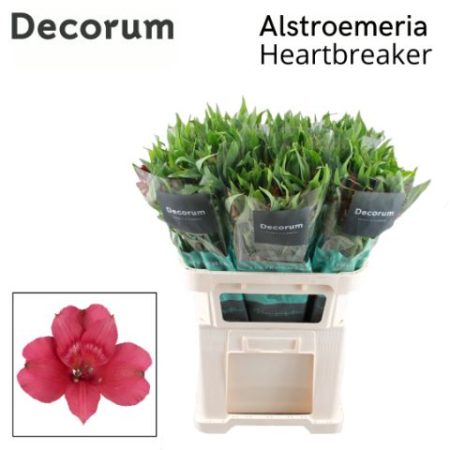 Alstroemeria (Heartbreaker)- Rózsaszín 75cm/80g