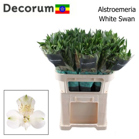Alstroemeria (White Swan)- Fehér 75 cm