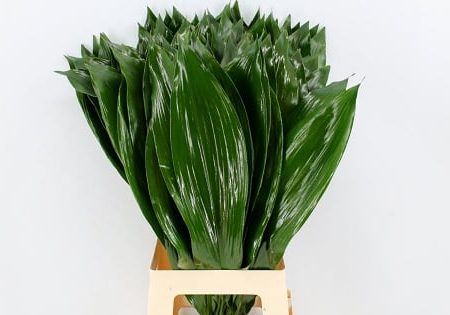 Aspidistra Ventium 70 cm