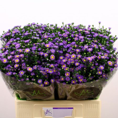 Aster- Őszirózsa (Teeny Tiny) 60cm