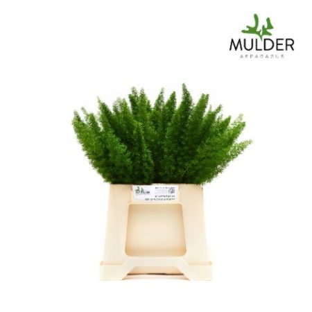 Aszparágusz- (Meyers) 40cm