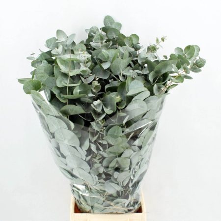 Eucalyptus Cinerea 70cm/200gr