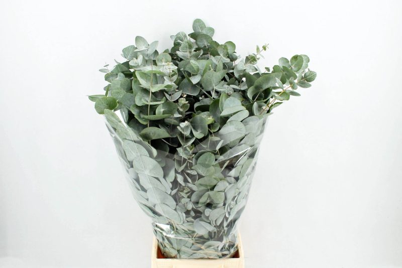 Eucalyptus Cinerea 70cm/200gr