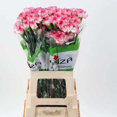 Cirmos Rózsaszín Szegfű (COL Komachi Fiesta) 70cm