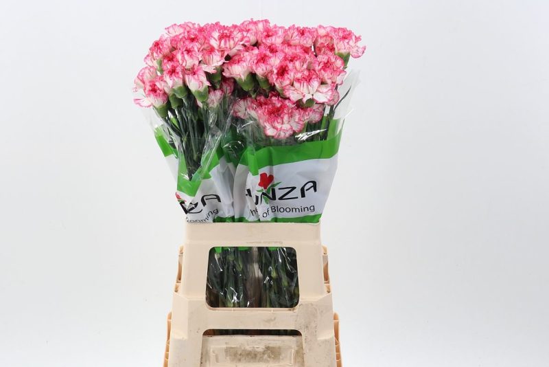 Cirmos Rózsaszín Szegfű (COL Komachi Fiesta) 70cm