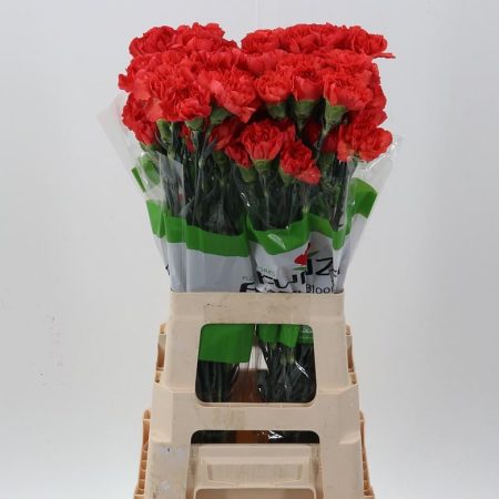 Piros Szegfű (COL Select Don Pedro) 70cm
