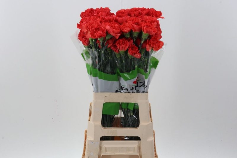 Piros Szegfű (COL Select Don Pedro) 70cm