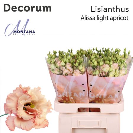 Barack Lisianthus (Double Alissa Light Apricot) 70cm