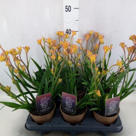 Anigozanthos-Sárga Kengurumancs - 12/40cm