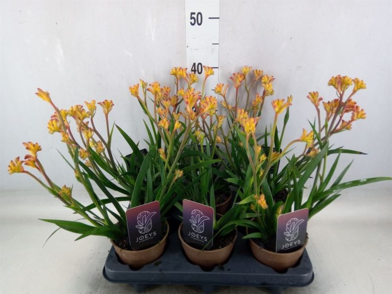 Anigozanthos-Sárga Kengurumancs - 12/40cm
