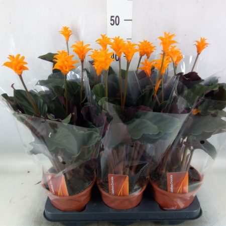 Calathea Croata- Sáfrányos Zebralevél (Crocata) 12/35cm