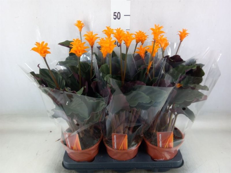 Calathea Croata- Sáfrányos Zebralevél (Crocata) 12/35cm
