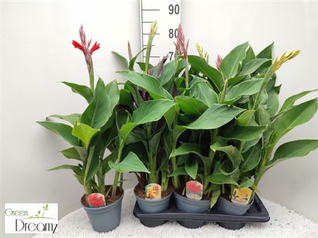 Canna Cannova- (Mix) 12/40cm