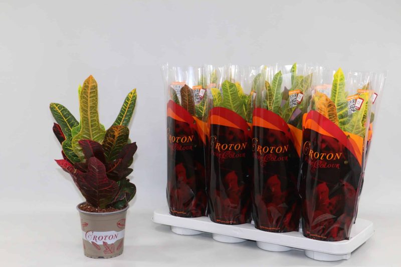 Codiaeum Variegatum- Kroton (Excellent) 13/40cm