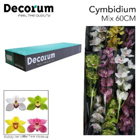 Cymbidium- Csónakorchidea (Mix) 60cm