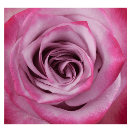 Lila Rózsa (EQ Deep Purple) 60 cm