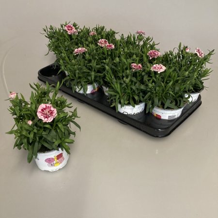 Dianthus- Szegfű (Oscar Purple Star) 10,5/18cm