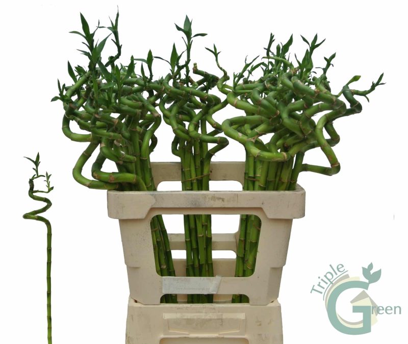 Dracaena Lucky Bamboo- Szerencsebambusz 100cm - Image 3