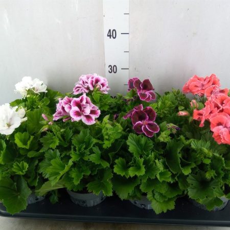 Pelargonium- Muskátli (Mix) 12/28cm