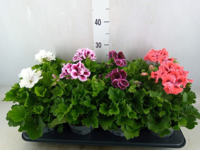 Pelargonium- Muskátli (Mix) 12/28cm