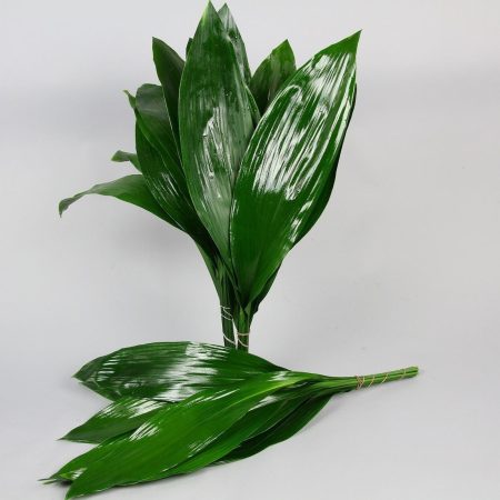 Aspidistra (Queens) 60 cm