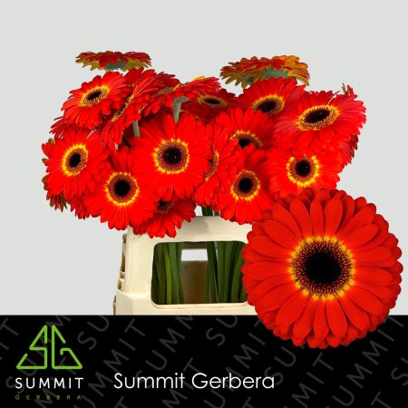 Piros Gerbera (Imax) 56cm