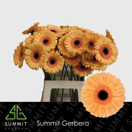 Narancs Gerbera (Jetset) 56cm