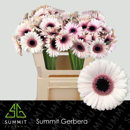 Fehér/Lila Gerbera (Mini Abby Lou) 50cm
