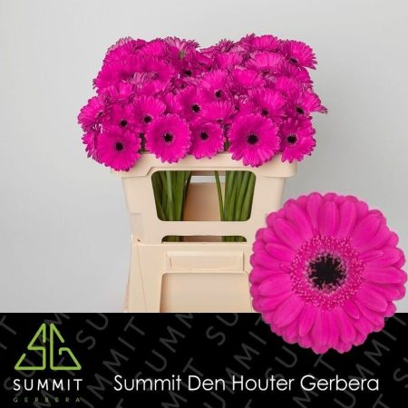 Ciklámen Gerbera (Mini Anna) 50cm