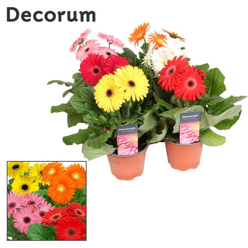 Gerbera (Mix) - 12/20cm - Image 4