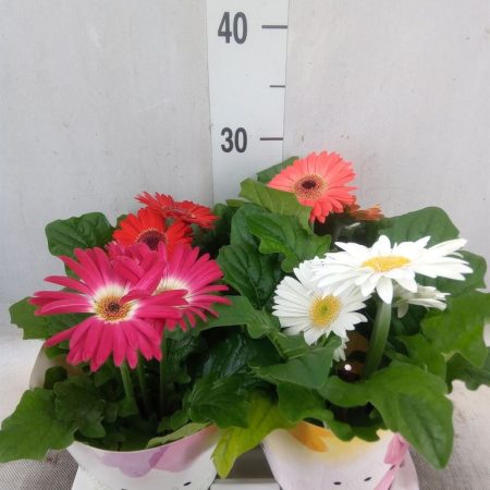 Gerbera (Colourgame) - 12/25cm