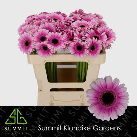 Lila Gerbera (Mini Leando) 50cm