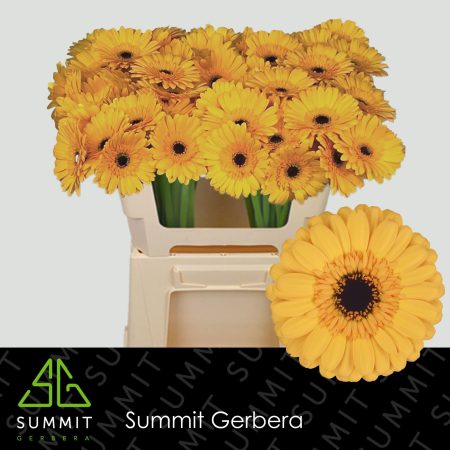 Citromsárga Gerbera (Mini Tweety) 50cm