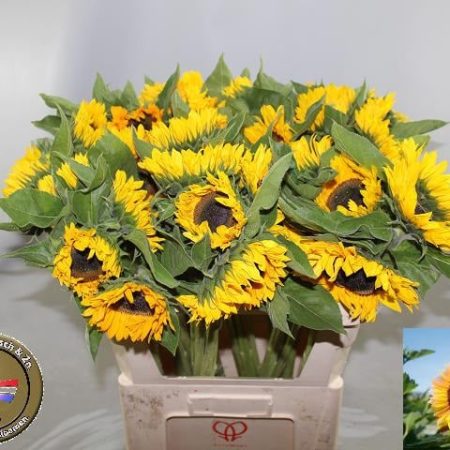 Helianthus- Napraforgó (Sunrich Orange) 65cm