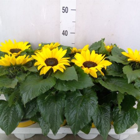 Helianthus- Napraforgó (Sunsation) 12/35cm