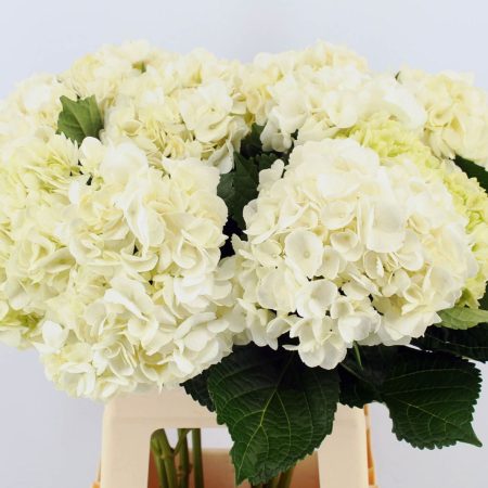 Hydrangea- Hortenzia (Soeur Therese) 65cm