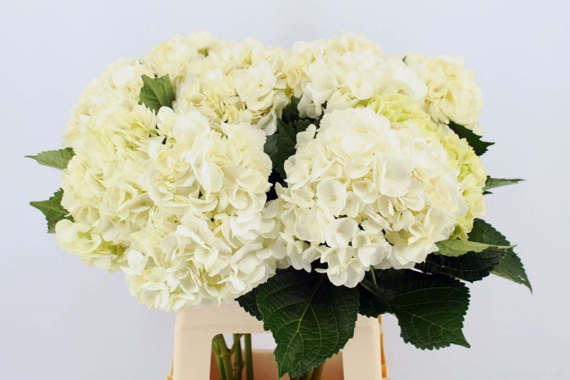 Hydrangea- Hortenzia (Soeur Therese) 65cm