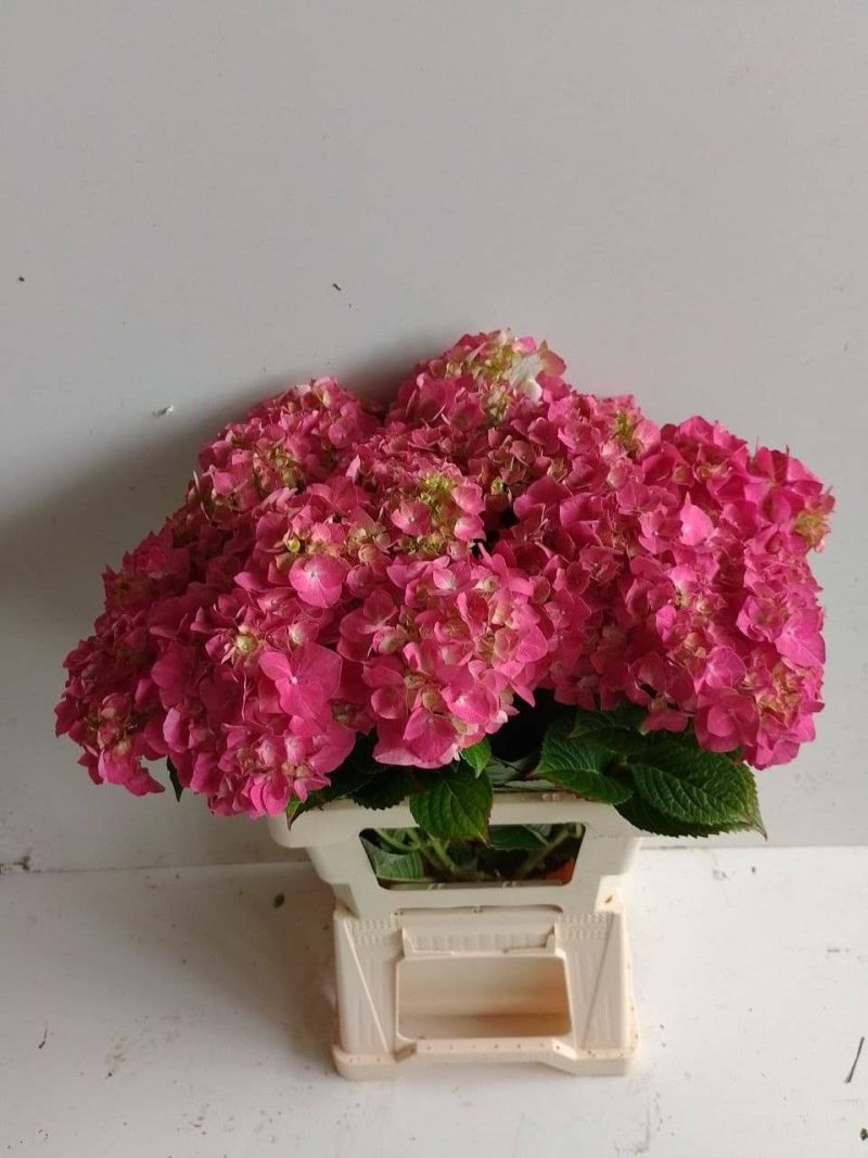 Hydrangea- Hortenzia (Magic Revolution Classic) 70cm - Image 6