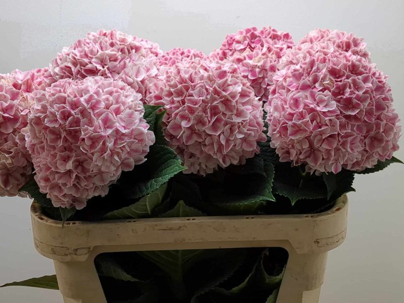 Hydrangea- Hortenzia (Magic Revolution Classic) 70cm - Image 5